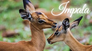 Animals for kids  Impala  Wildlife for kids [upl. by Rehpretsirhc]