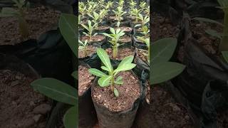 Adenium plant kaise lagaye adenium plant care adenium adenium bonsai [upl. by Avonasac]