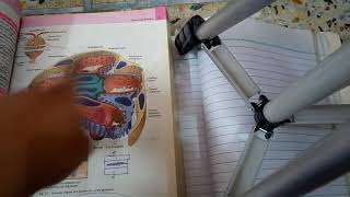 RENAL PATHOLOGY lecture 1 general introduction must watch to grab easily [upl. by Anomahs]