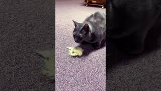 Catnip spray cuteanimals asmr vintage music 80smusic retro animals cats russianblue [upl. by Seraphim311]