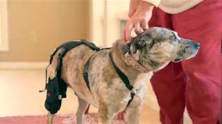 Ortho Dog  Cruciate Care Knee Brace Demo [upl. by Earley935]