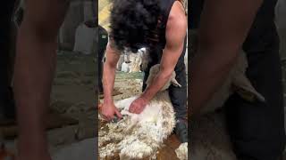 How to Shear a Young Sheep in 45 Seconds 🐑 [upl. by Ellerret]