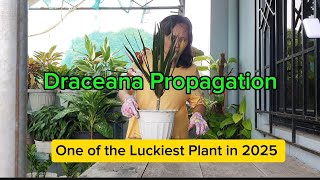 How to Propagate Dracaena Marginata Cuttings  One of the lucky plants in 2025 [upl. by Accem]