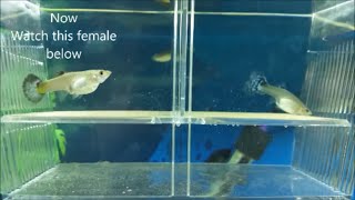 How to breed guppies  different methods for breeding guppies mollies and other livebearers [upl. by Xavler]