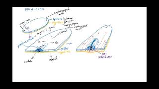 Embryonic Development Week 2 to 3 Transition [upl. by Aidnama251]