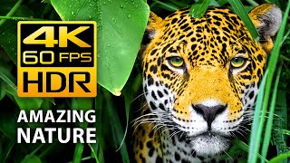 Amazing Colors of Nature in 4K HDR 60fps  Tropical Animals and Relaxing Music [upl. by Rigby932]