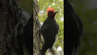 Carpintero Negro Magellanic Woodpecker Chile birds wildlife naturaleza [upl. by Kenwrick241]