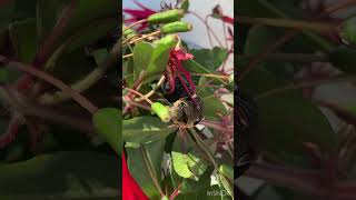 Elephant Hawk Moth Life Cycle [upl. by Linis145]