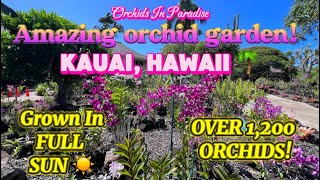 Amazing orchid garden on the island of Kauai 🌴 [upl. by Larine]