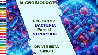 Inside Bacteria A Detailed Overview of Bacterial Structure [upl. by Reh792]