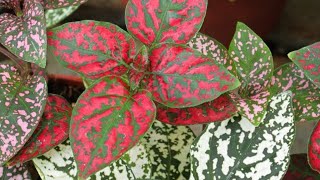 Polka Dot plant [upl. by Htiel707]