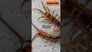 ALL Centipedes Are Venomous—And They Dont Even Have Fangs shorts animals facts [upl. by Arleyne736]