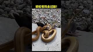 The fight between the eagle and the snake The snake ate the eagleshorts animals youtubeshorts [upl. by Cohlier]