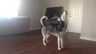 My Husky Sequoia Howling while Home Alone [upl. by Whiffen]