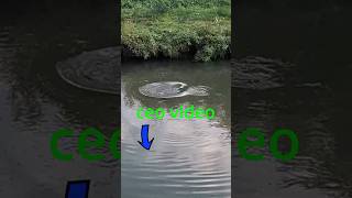 VELIKI SARAN NA KANALU fishing carp fish [upl. by Yolande]