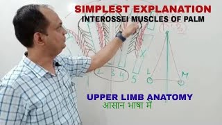 INTEROSSEI MUSCLES OF HAND [upl. by Heringer]