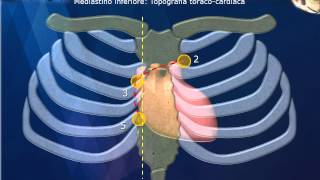 Anatomia Mediastino [upl. by Nnaeus]