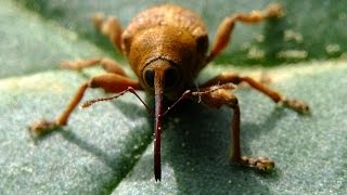 Curculio venosus  Rüsselkäfer  Weevil [upl. by Ahsieka]