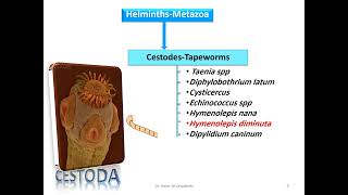 Hymenolepis diminuta Rat tapeowrm Cestode [upl. by Atika]