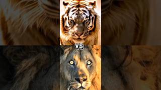 LION VS TIGER LIGERTIGON BITE FORCE COMPARISON [upl. by Olia]