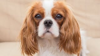 Managing Barking Behavior in Cocker Spaniels [upl. by Sinnel]