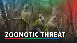 Parakeetborne bacteria pose zoonotic threat in Chile  ABSCBN News [upl. by Yelrak369]