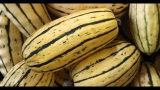 Guide To Cooking Delicata Squash [upl. by Dougald150]