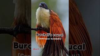 Burchells coucalrain bird callrainbirdsmamatv [upl. by Relluf110]