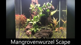 Mangrovenwurzel Aquarium  Einrichtungsvideo [upl. by Mayeda]