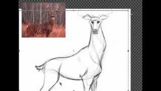 How to Draw a Deer [upl. by Tratner]