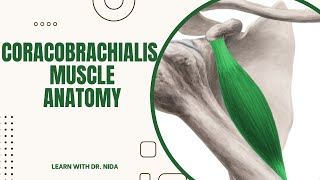 Coracobrachialis Muscle Anatomy Origin Insertion Nerve Supply amp Action [upl. by Autum420]