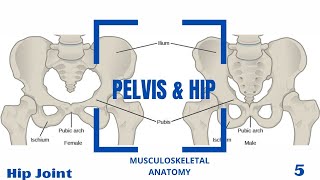 Hip Joint Ligaments amp Movements [upl. by Sydel]