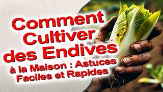 Comment Cultiver des Endives à la Maison  Astuces Faciles et Rapides [upl. by Dragde]