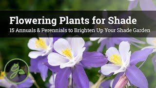 Flowering Plants for Shade  15 Annuals amp Perennials to Brighten Up Your Shade Garden [upl. by Sirmons]