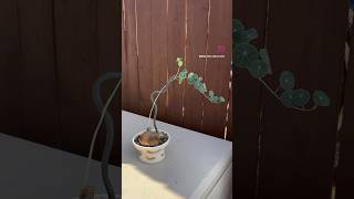 I made trellis trellis plants houseplants art  handmade pottery oxalis stephaniaerecta [upl. by Eelyak]