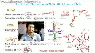 mRNA tRNA and rRNA [upl. by Ahseenyt374]