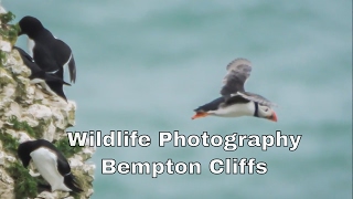 Gannets and Puffins Bempton Cliffs [upl. by Seadon979]