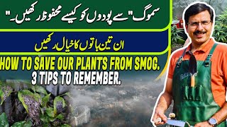 How to save our Plants from SMOG  3 Tips to remember  Gardening With Javed Iqbal [upl. by Erait178]