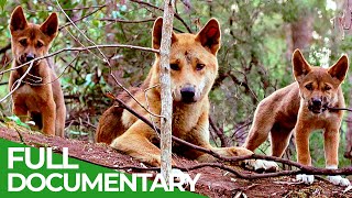 Wildlife Instincts A Family Bond  Dingoes  Free Documentary Nature [upl. by Ranzini628]