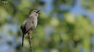 Gray Catbird singing [upl. by Dreyer]