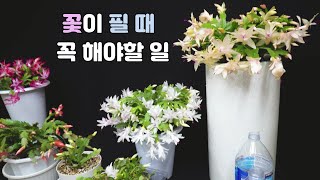 게발가재발 선인장 꽃 피면 꼭 해야 할 일 2가지 베란다가 꽃밭이에요 Schlumbergera truncata Christmas cactus [upl. by Gagnon]