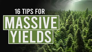 16 tips for Bigger Cannabis Yields [upl. by Apple]