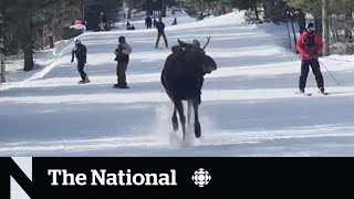 TheMoment a moose chased skiers down a mountain in Wyoming [upl. by Ettenauq]