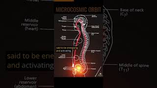 The Microcosmic Orbit 💫 Sexual Energy Circulation 🔥💥 [upl. by Adnilak]