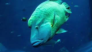 Facts About Humphead Wrasse [upl. by Licastro354]