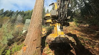 TIGERCAT 870C CUTS 250ft TREE [upl. by Dominik]