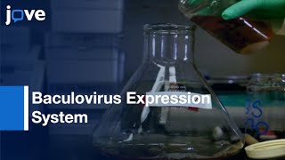 Baculovirus Expression System for Recombinant Proteins Expression  Protocol Preview [upl. by Jankey]