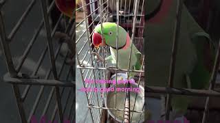 My talking parrot saying good morning [upl. by Nadual]