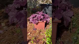 Prettiest Purple Plant [upl. by Shyamal]