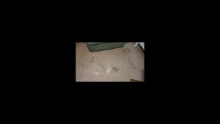 Dealing with blood stains on your carpet [upl. by Marilou]